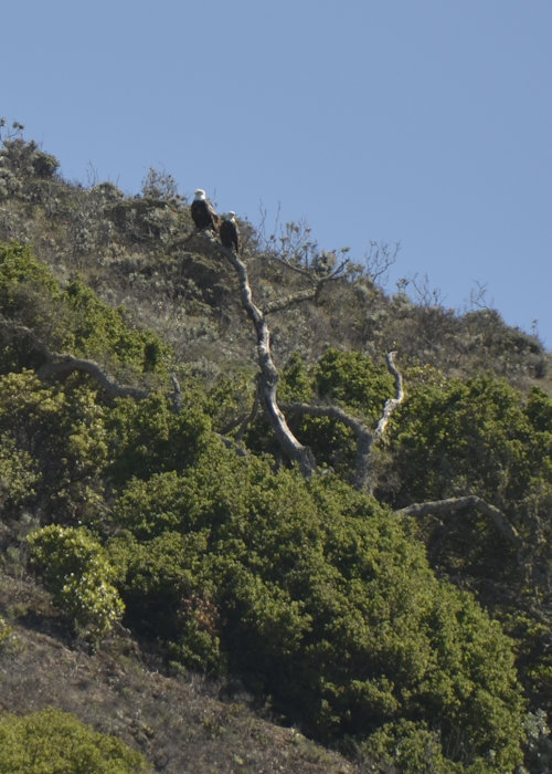 Baby's Harbor Bald Eagle Nest, Santa Cruz Island, California, courtesy of IWS