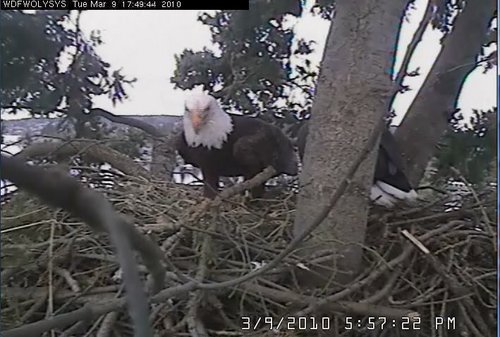 Lake Washington eagles