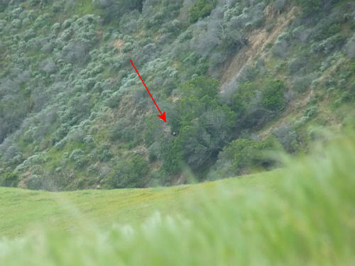 picture of Lopez nest with eagle