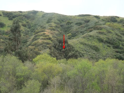 picture of Middle Ranch nest