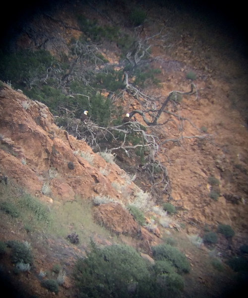 Smugglers Cove Bald Eagle Nest, Santa Cruz Island, California, courtesy of IWS
