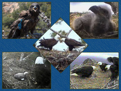 2007 eaglets