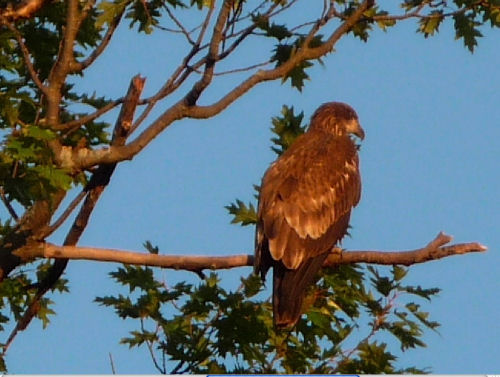 Barton's Cove eaglet
