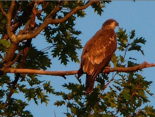 Barton's Cove eaglet