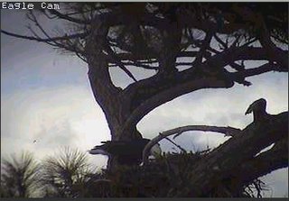 Cape Coral I feeding