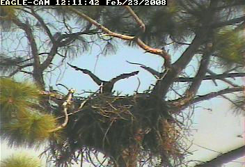 Cape Coral II eaglet