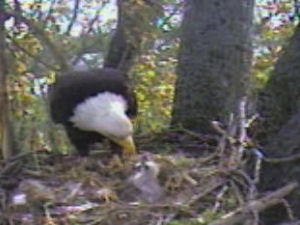 Delta 1 eaglets