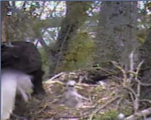 Delta 1 eaglets