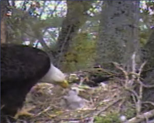 Delta 1 eaglets