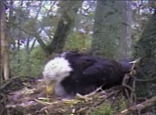 Delta 1 eaglets