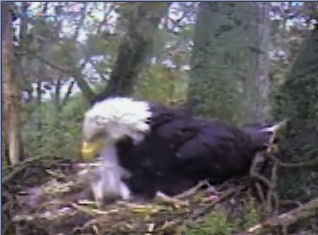 Delta 1 eaglets