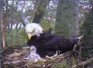 Delta 1 eaglets