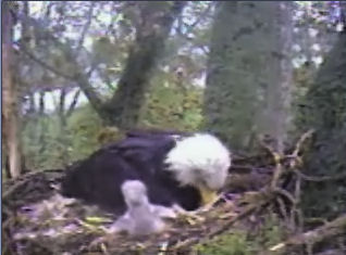 Delta 1 eaglets