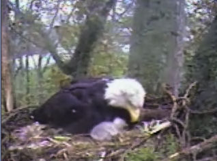 Delta 1 eaglets