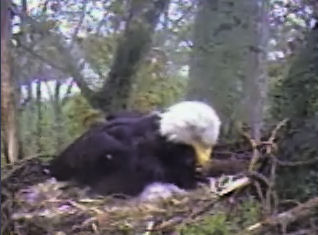 Delta 1 eaglets