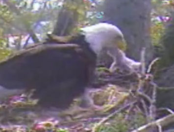 Delta 1 eaglets