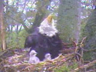 Delta 1 eaglets