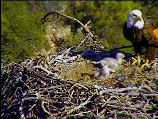Pelican Harbor eaglets