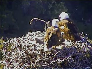Pelican Harbor eaglets