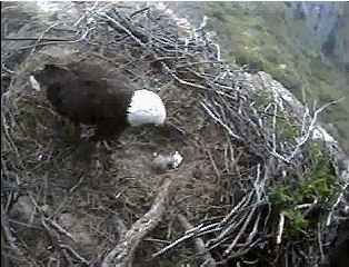 Seal Rocks eaglet