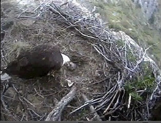 Seal Rocks eaglet