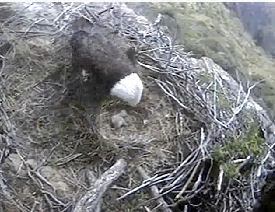 Seal Rocks eaglet