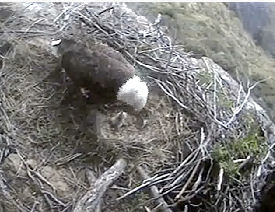 Seal Rocks eaglet