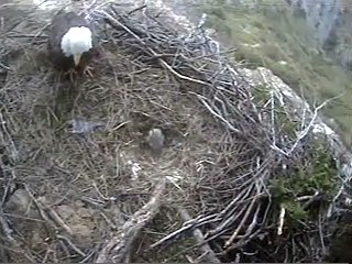 Seal Rocks eaglet