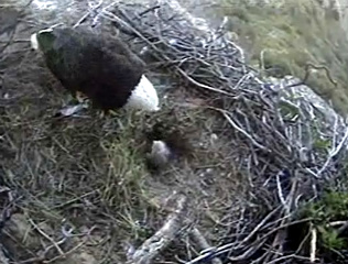 Seal Rocks eaglet