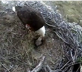 Seal Rocks eaglet