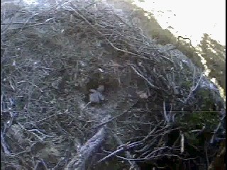 Seal Rocks eaglet