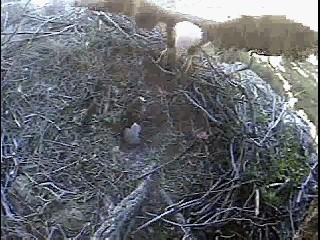 Seal Rocks eaglet