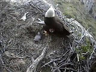 Seal Rocks eaglet