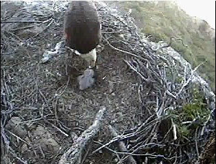 Seal Rocks eaglet