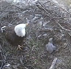 Seal Rocks eaglet