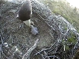 Seal Rocks eaglet