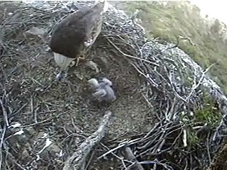 Seal Rocks eaglet