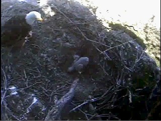 Seal Rocks eaglet