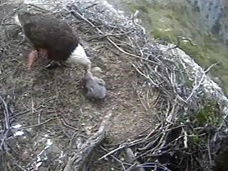 Seal Rocks eaglet