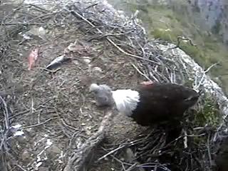 Seal Rocks eaglet