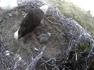 Seal Rocks eaglet