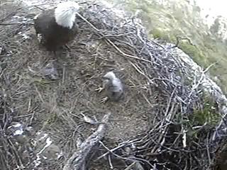 Seal Rocks eaglet