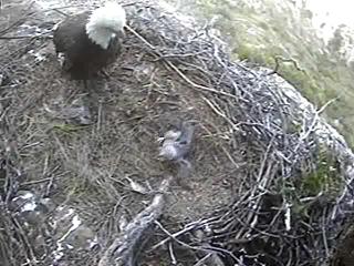 Seal Rocks eaglet