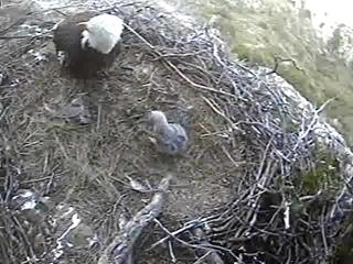 Seal Rocks eaglet