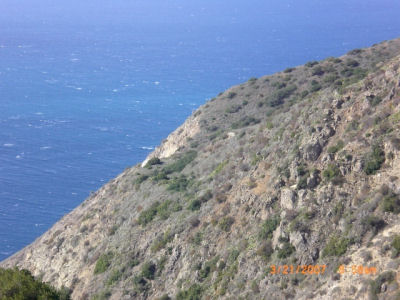 Seal Rocks nest