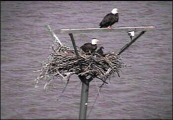 Sooner Lake eaglets