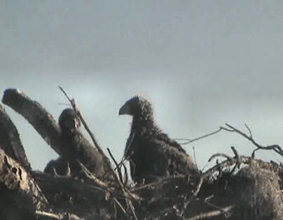 Tesoro eaglets