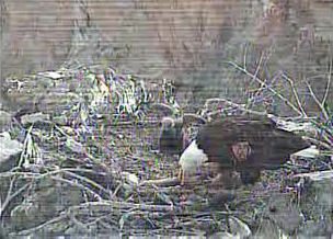 Two Harbors eaglet