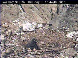 Two Harbors eaglet