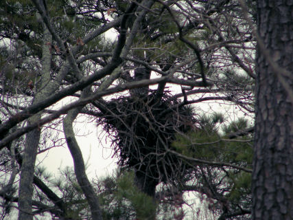 Blackwater nest